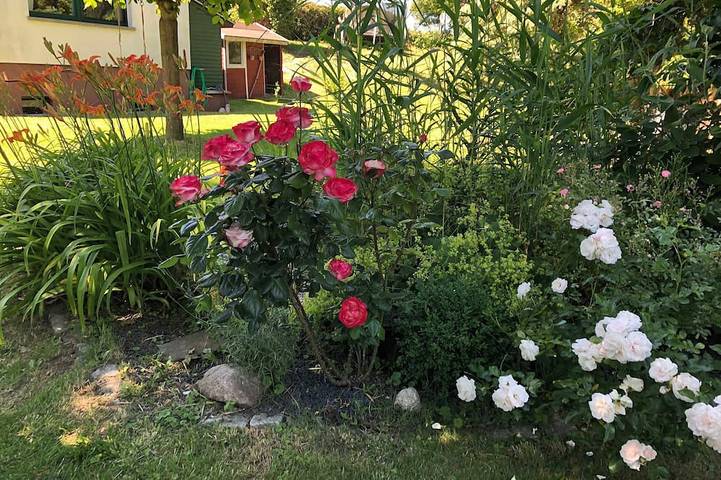 Ferienhaus für 4 Personen, mit Terrasse und Sauna sowie Garten, mit Haustier in Barth - 4