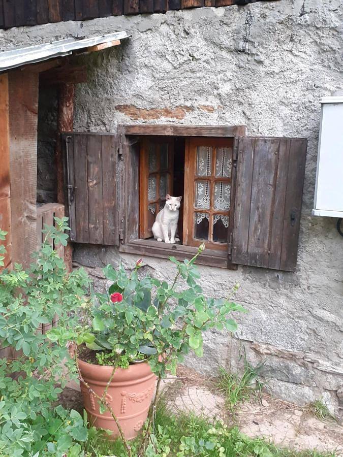 Gîte pour 8 personnes, avec vue et jardin, animaux acceptés à Temù - 4