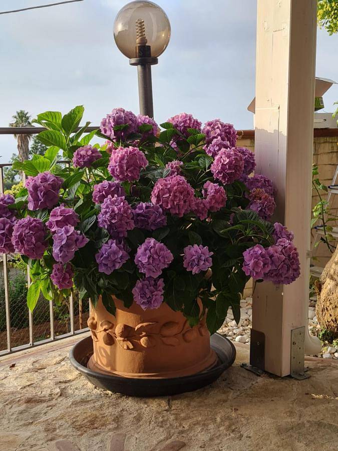 Location de vacances pour 3 personnes, avec jardin à Zambrone - 4