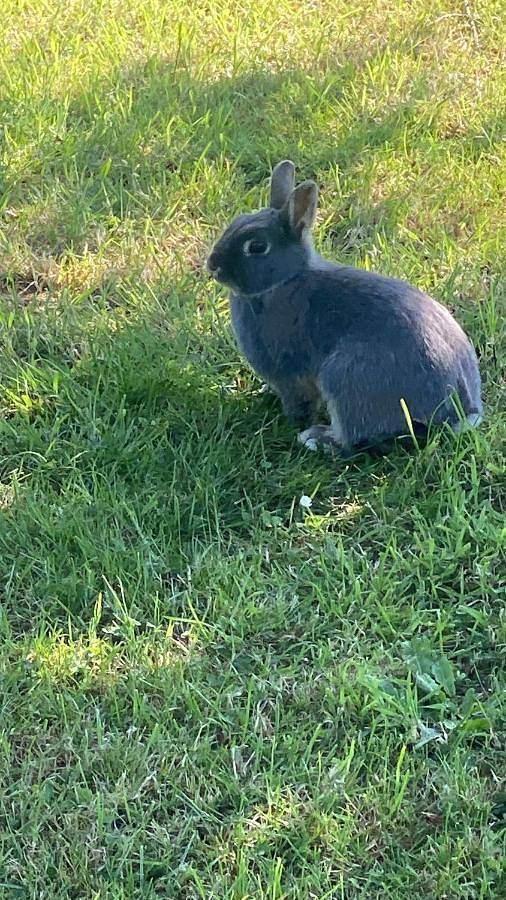 Location de vacances pour 10 personnes à Elbeuf - 3