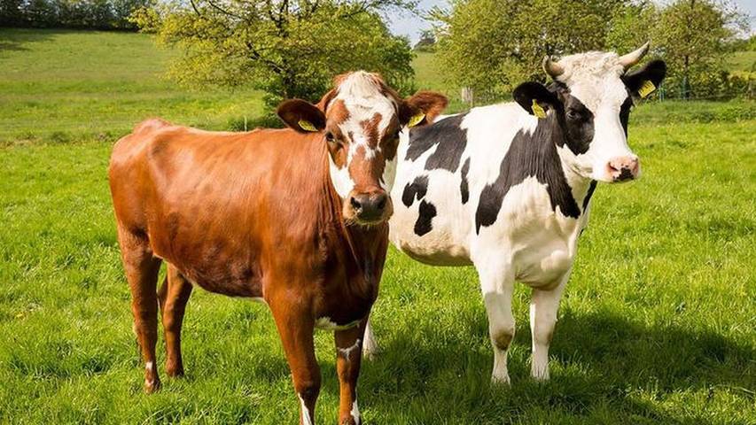 Ferienhaus für 8 Personen, mit Terrasse und Garten am Edersee - 2