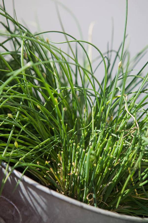 Blaslhöhe, Kaffeehaus - Ferienwohung Iii in Lam, Ostbayern