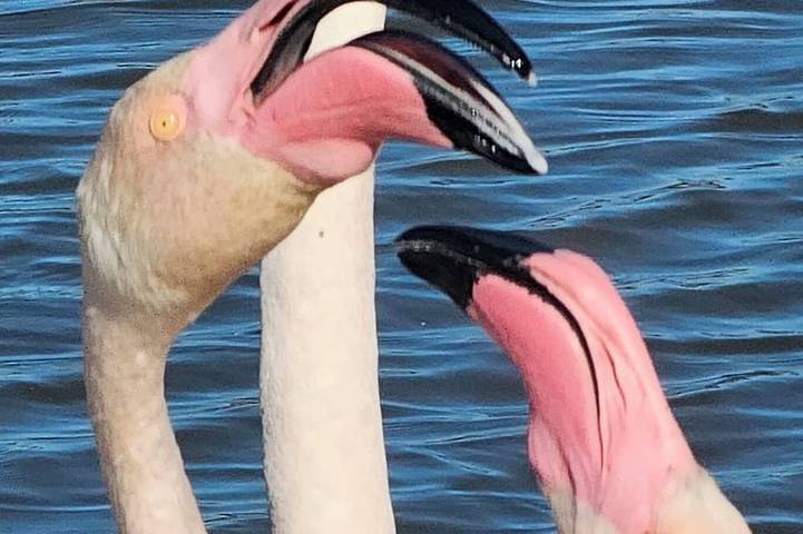 Villa für 8 Personen - 1