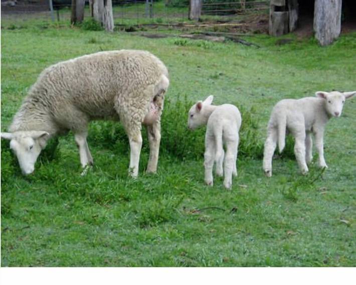 Chalet für 6 Personen, mit Garten und Balkon in Australien