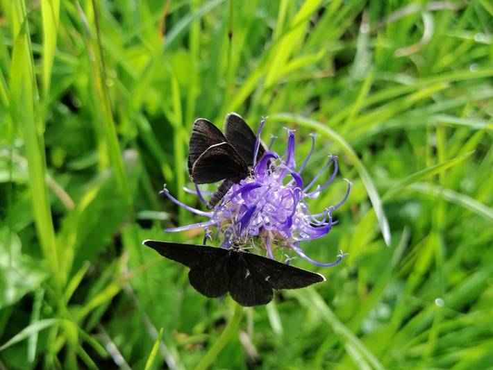 Chalet für 9 Personen, mit Garten und Balkon, kinderfreundlich in Heiligenblut
