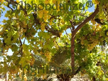 Agriturismo per 4 Persone in Comune di Alberobello, Valle D'Itria, Foto 3