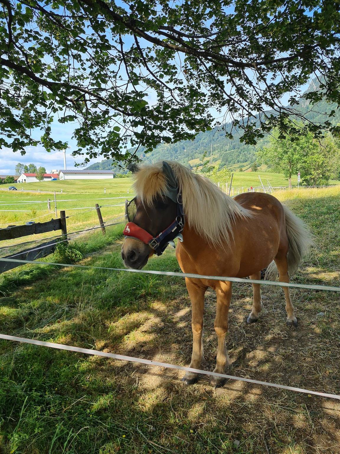 Ganze Ferienwohnung, Ferienhof Hierl in Grünten, Burgberg im Allgäu