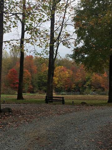 Log Cabin for 8 Guests in Cosby (TN), Cocke County, Picture 1