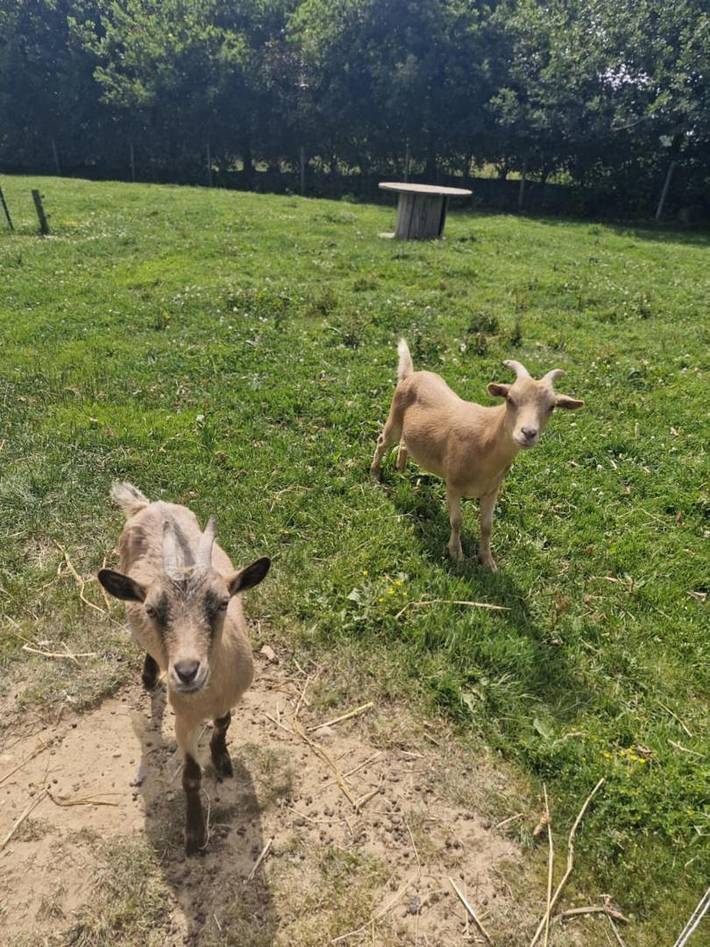Gîte pour 4 personnes, avec jardin et terrasse dans Turretot - 4