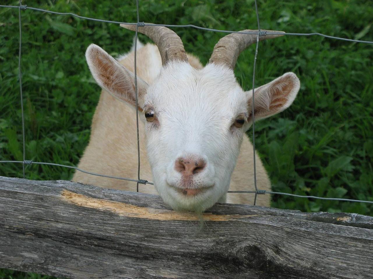 Ganze Ferienwohnung, Ferienhof Fink - Ferienwohnung Sonnenblume in Opfenbach, Bayerisch Schwaben