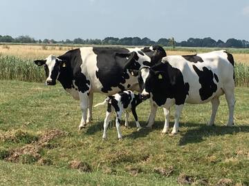 Bauernhof für 4 Personen in Neuharlingersiel, Nordseeküste, Bild 4