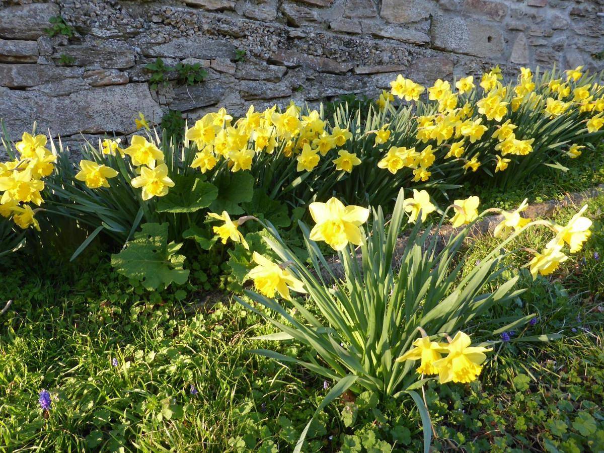 La Bouriotte Chambre d'hôtes Bouton D'Or in Labastide-Rouairoux, Région de Castres