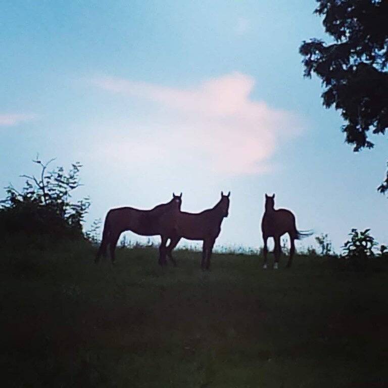 Ganze Wohnung, Long Acre Farm - Quiet Setting in a Central Location in Lebanon County