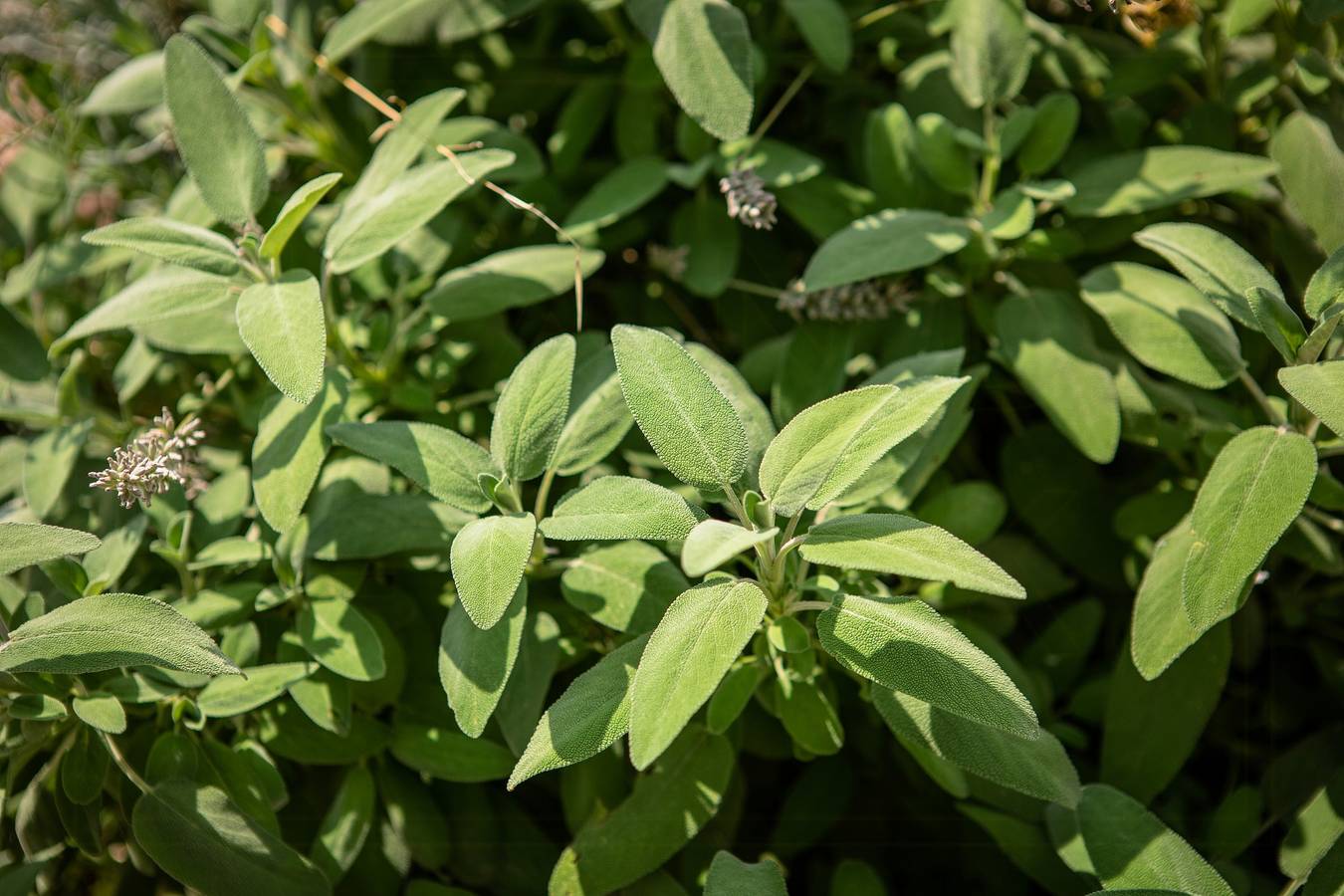 Rifugio panoramico sul Monte Pelato in Gualdo Cattaneo, Perugia e dintorni