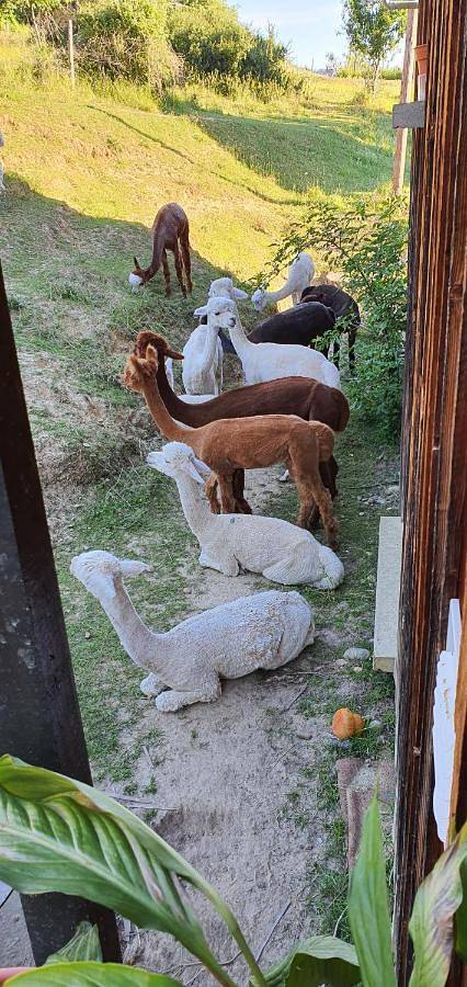 Location de vacances pour 2 personnes, avec vue et terrasse, adapté aux familles à Saint-Antoine-l'Abbaye - 3