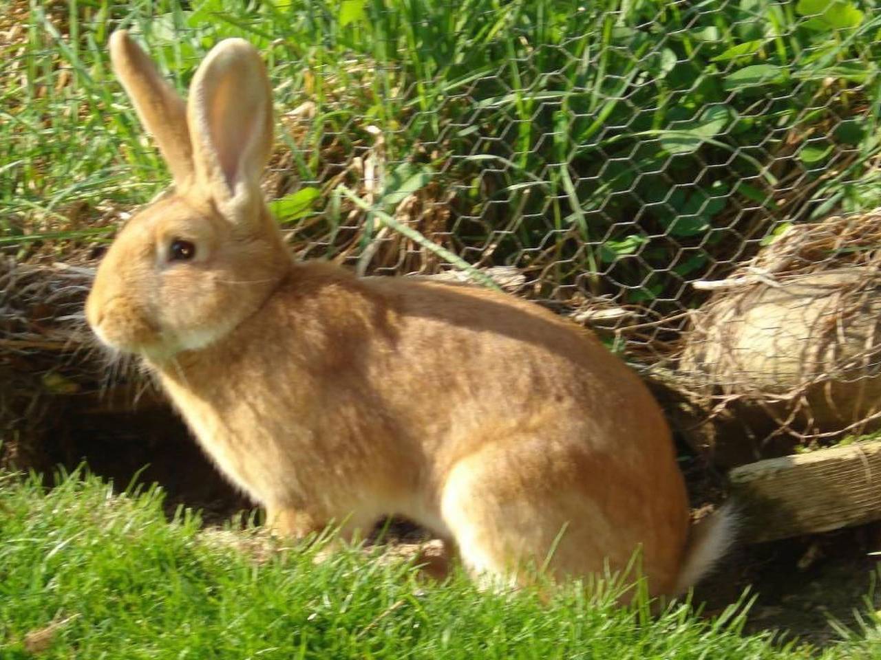 Ganze Wohnung, Burehof Waltrigen in Kanton Bern