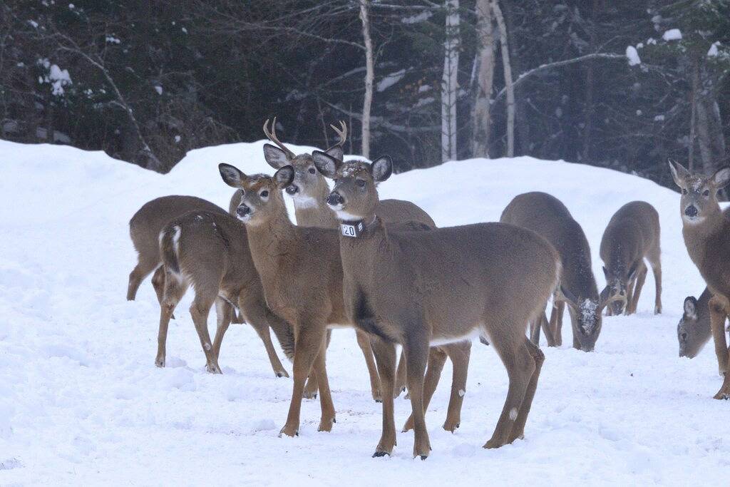 Allagash Elevated Escape • Cedar Hot Tub • Outdoor Entertaining • Riverfront in Aroostook County