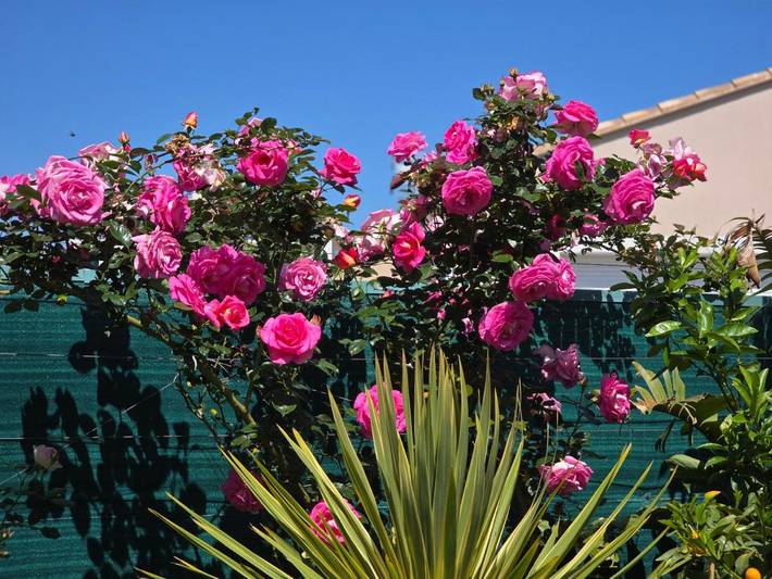 Chambre d’hôte pour 2 personnes, avec piscine ainsi que jardin et vue, animaux acceptés à La Londe-les-Maures - 3
