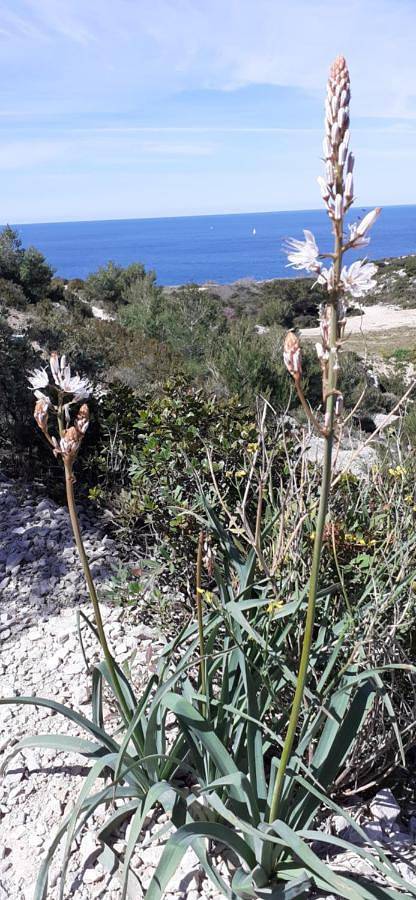 Location de vacances pour 8 personnes, avec jardin et vue, adapté aux familles dans Les Goudes - 3