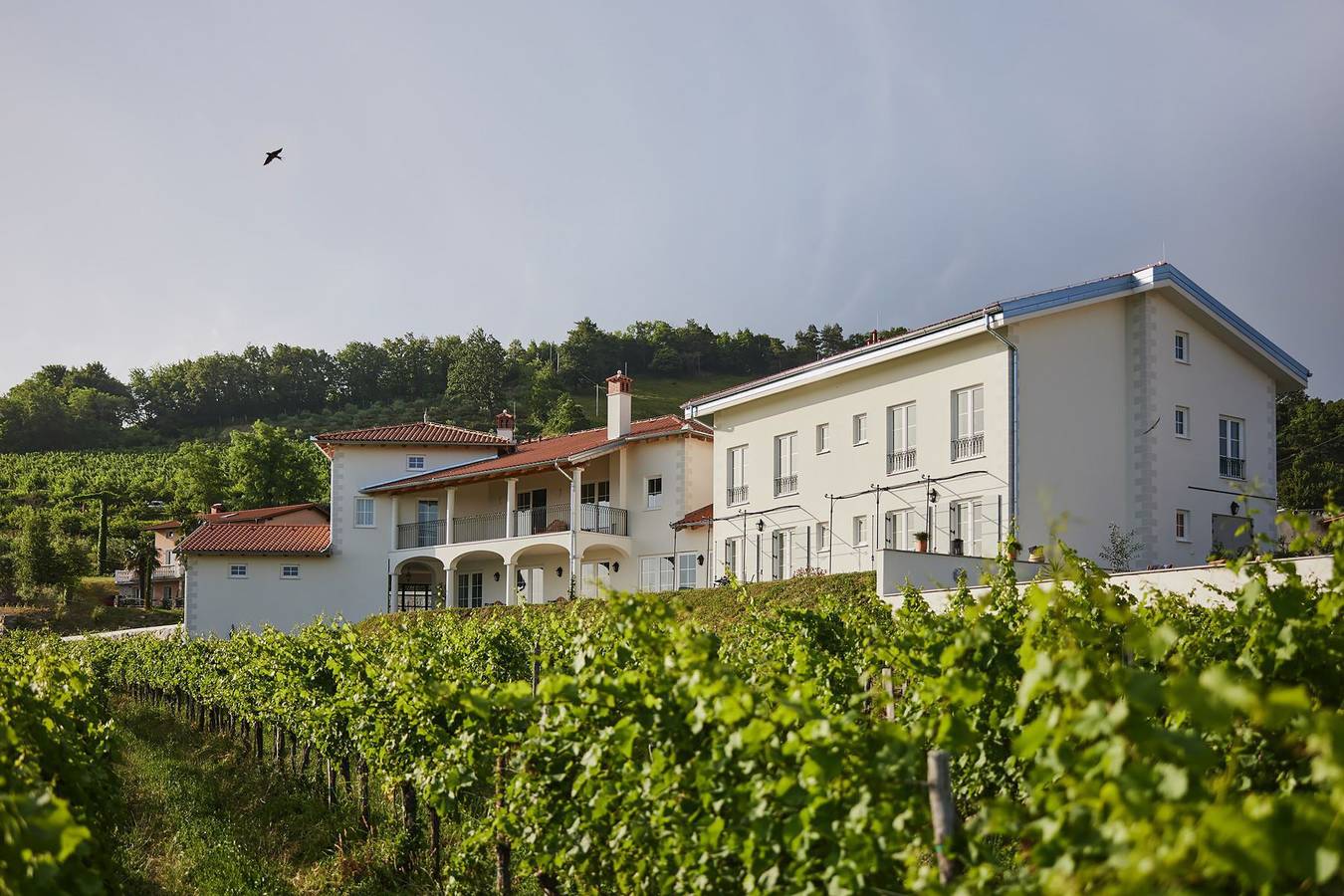 Estate Vinovera in Brda, Slovenia