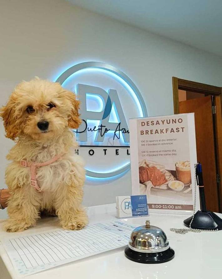 Hôtel pour 3 personnes, avec vue et terrasse, animaux acceptés à Puerto de la Cruz - 2