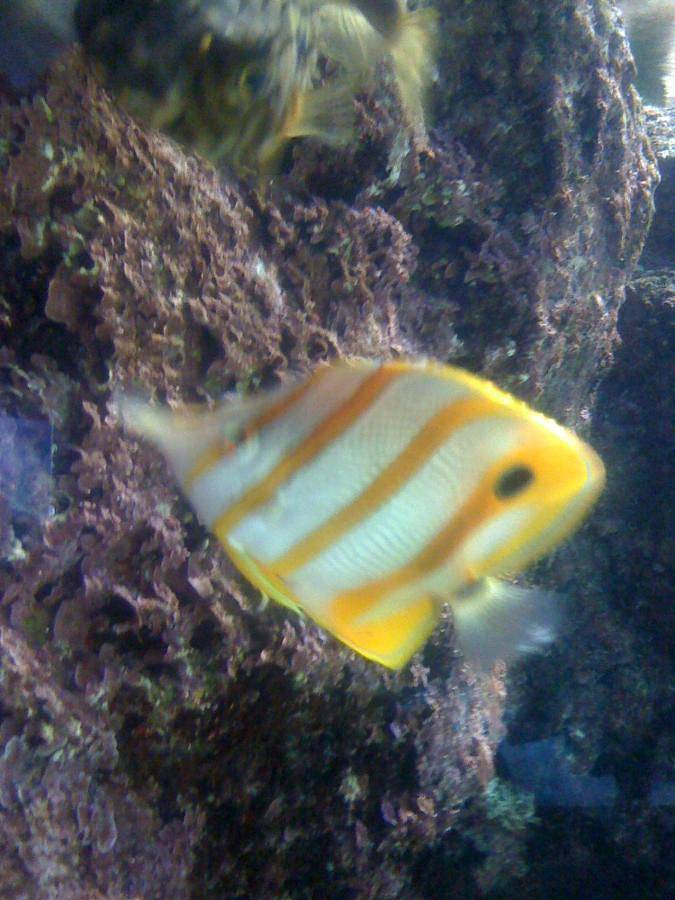 Location de vacances pour 12 personnes, avec terrasse ainsi que vue et piscine dans Plage de la Palmyre - 2
