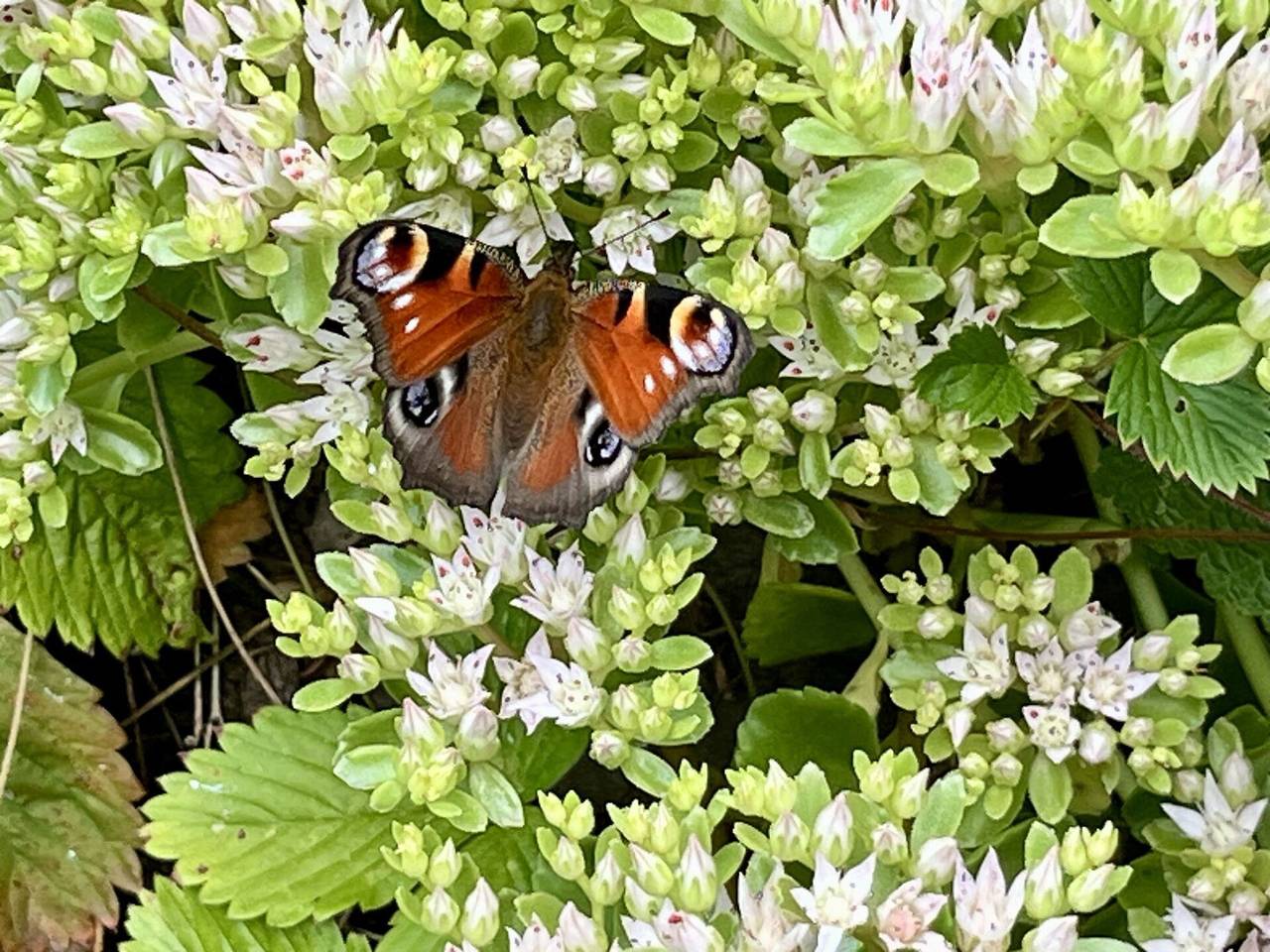 Ferienhäusle Nina - Ferienhäusle Nina 609.1 in Wilhelmsdorf, Region Bodensee-Oberschwaben