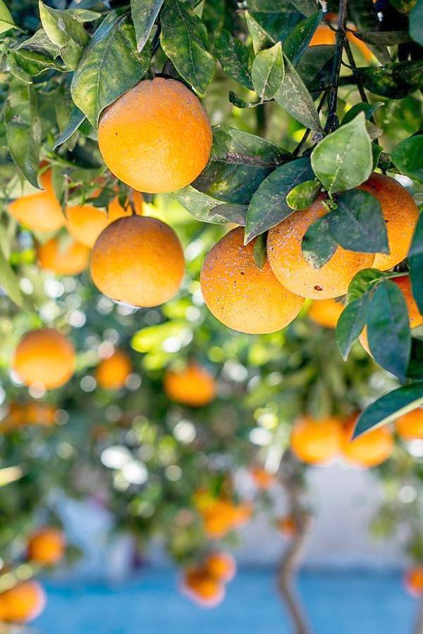 Hôtel pour 2 personnes, avec jardin et piscine dans Formentera De Segura - 4
