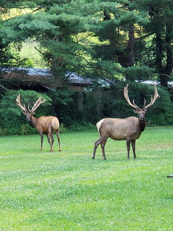 Vacation rental for 6 people, with terrace, with pets in Maggie Valley