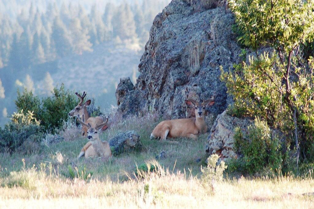 Authentische malerische Blockhütte auf 2400 privaten Morgen w / Stellar Views & Hot Tub in Ravalli County