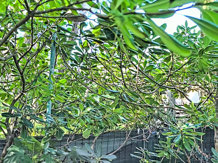 Villa für 6 Personen, mit Garten in Castiglione della Pescaia - 3