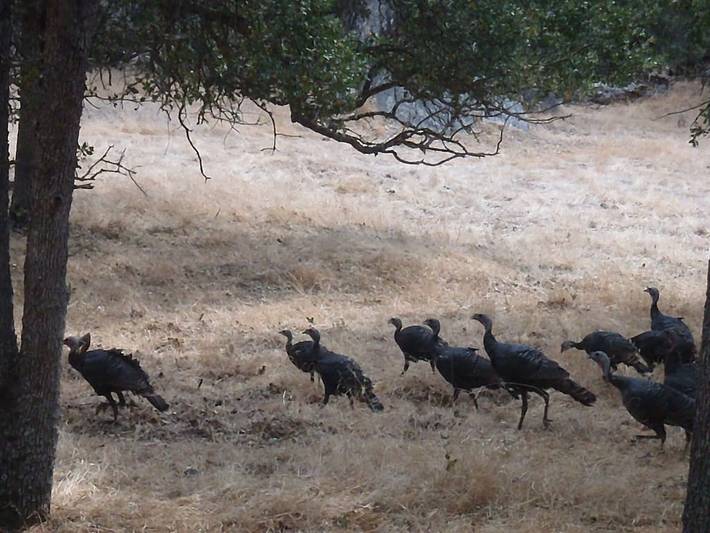 Log cabin for 6 people, with yard and terrace in Sequoia National Park