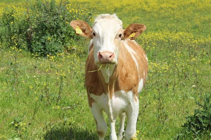 Gîte pour 4 personnes, avec jardin et vue, animaux acceptés à Mussomeli