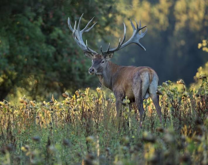 Tipi für 3 Personen, mit Garten, mit Haustier in England - 3