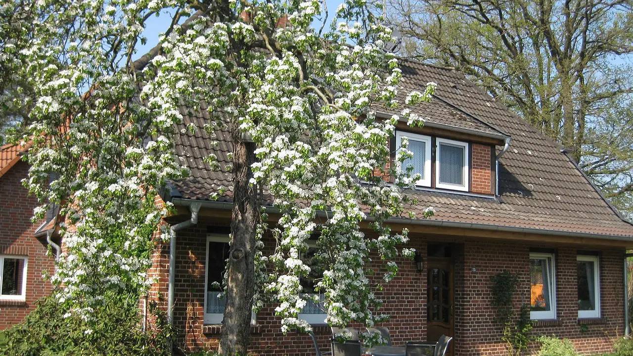 Ganze Ferienwohnung, Ferienwohnung für 6 Personen (70 m²) in Bispingen in Bispingen, Nordheide
