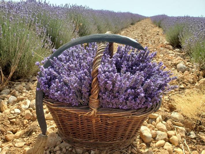 Tente pour 2 personnes, avec terrasse ainsi que jardin et vue dans les Alpes-de-Haute-Provence - 4
