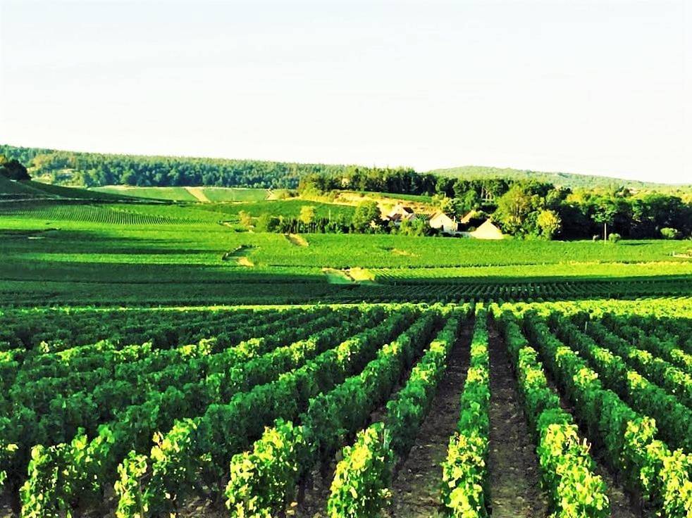 Domaine Pont Juillet in Fontaines (Saône-et-Loire), Région de Chalon-sur-Saône