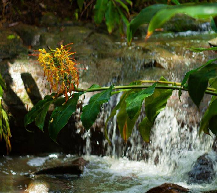 Lodge pour 2 personnes, avec jacuzzi et jardin - 1