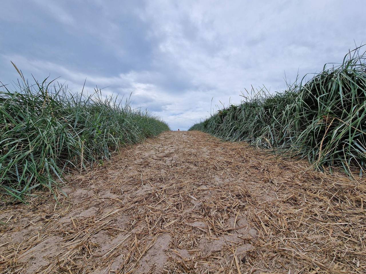 Historisk molle tilflugt -- By Traum Ferienwohnungen in Blåvand, Varde Kommune