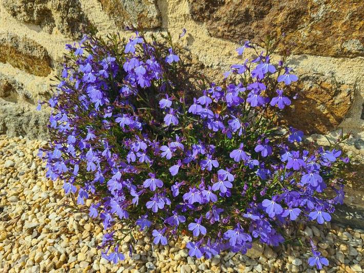Location de vacances pour 14 personnes, avec vue et jardin à Saint-Samson-sur-Rance - 4