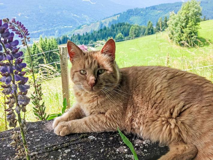 Ferienwohnung für 4 Personen, mit Balkon und Garten sowie Pool in Murau - 2