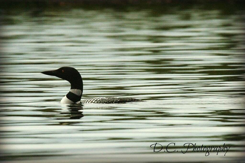 Gemütlicher 3-Zimmer-Rückzugsort am See mit zahlreichen Annehmlichkeiten und Zugang zum Wanderweg in der Nähe! in Aroostook County