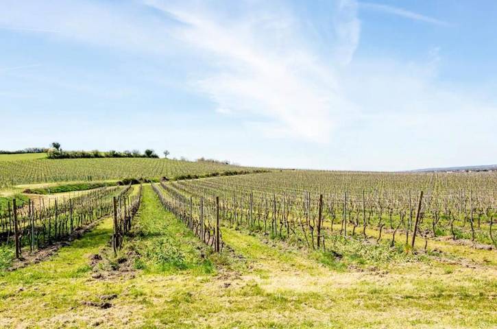 Location de vacances pour 4 personnes, avec vue et jardin à Segonzac - 2