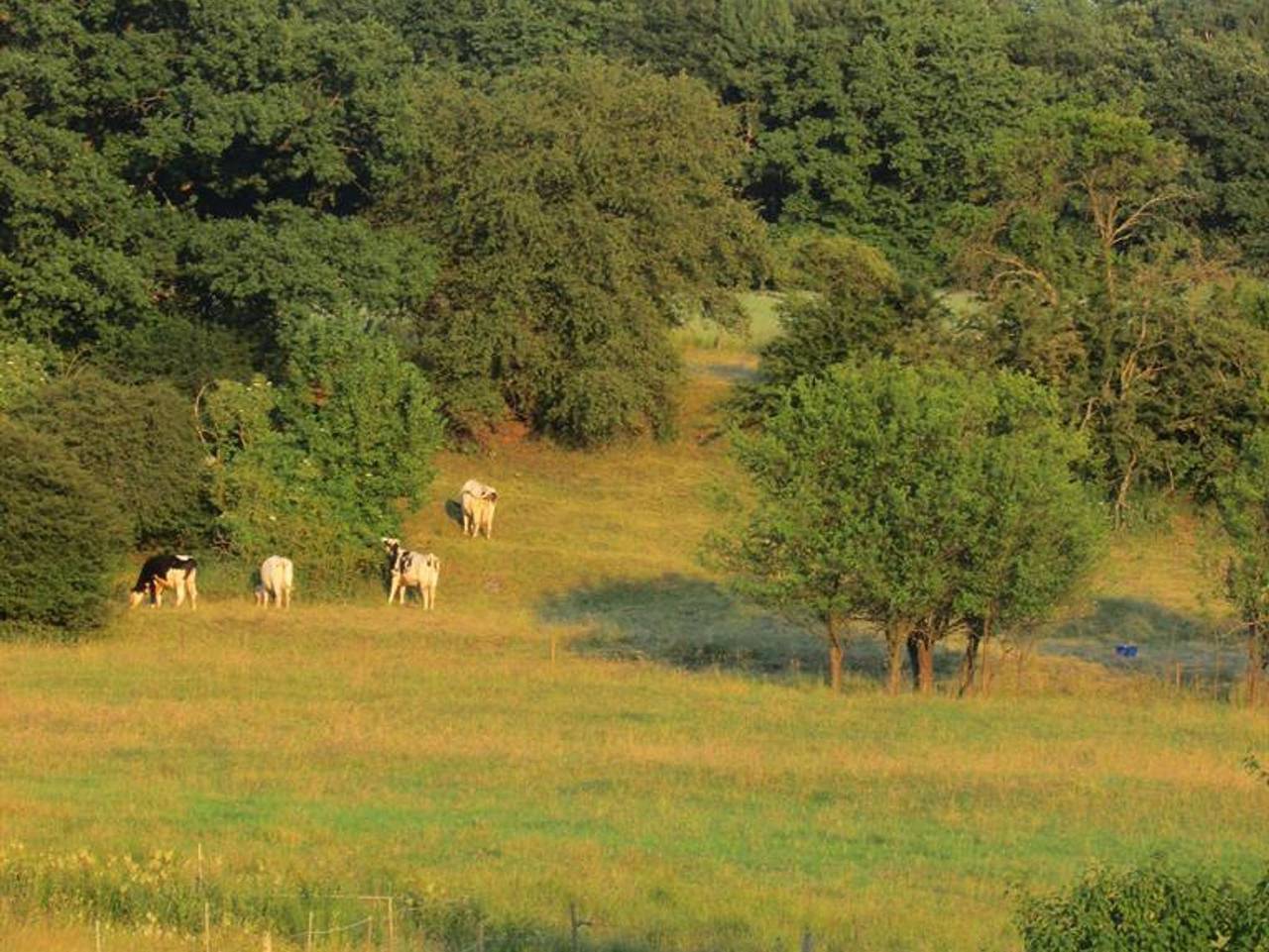 Ganze Ferienwohnung, Ferienwohnungen an der Austwies - Ferienwohnung Flieder in Nonnweiler, Saar-Nahe-Bergland