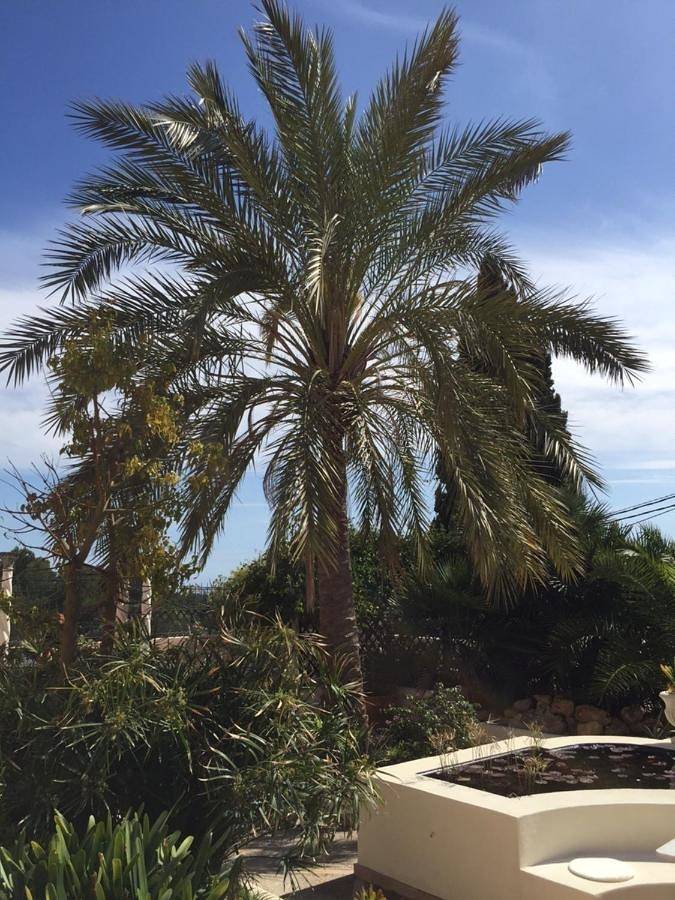 Villa für 16 Personen, mit Balkon und Terrasse sowie Garten und Pool in Palma - 2