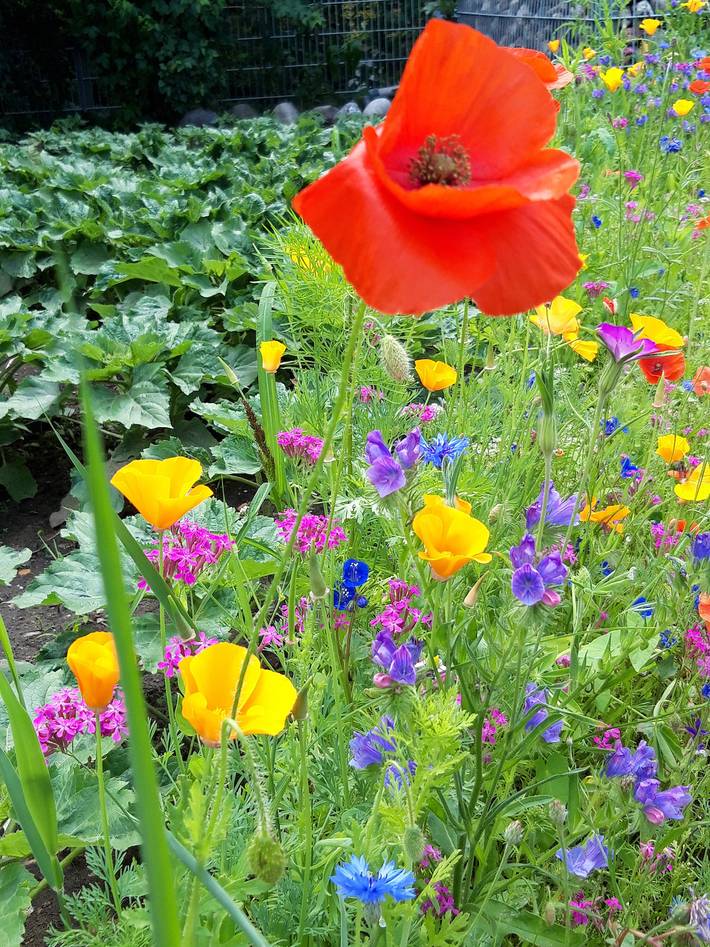Ferienwohnung für 6 Personen, mit Garten, mit Haustier - 1