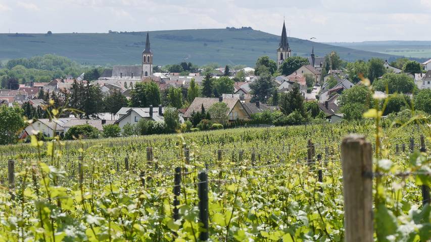 Ferienwohnung für 4 Personen, mit Terrasse und Garten in Rheinhessen - 2