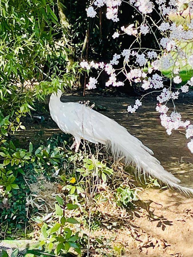 Gîte pour 4 personnes, avec vue et terrasse, animaux acceptés à Saint-Michel (Gers) - 3