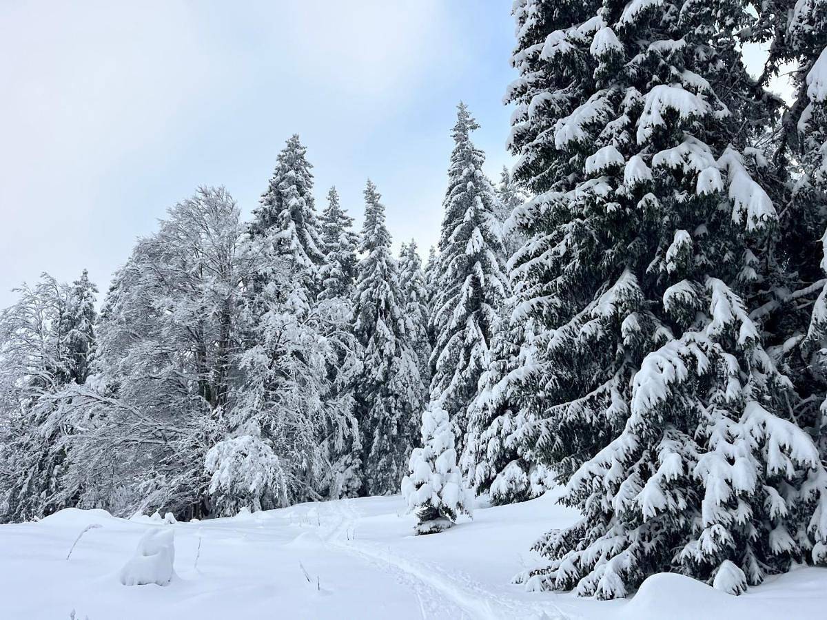 La Dame du Lac à Sevrier in Sévrier, Parc naturel régional du Massif des Bauges