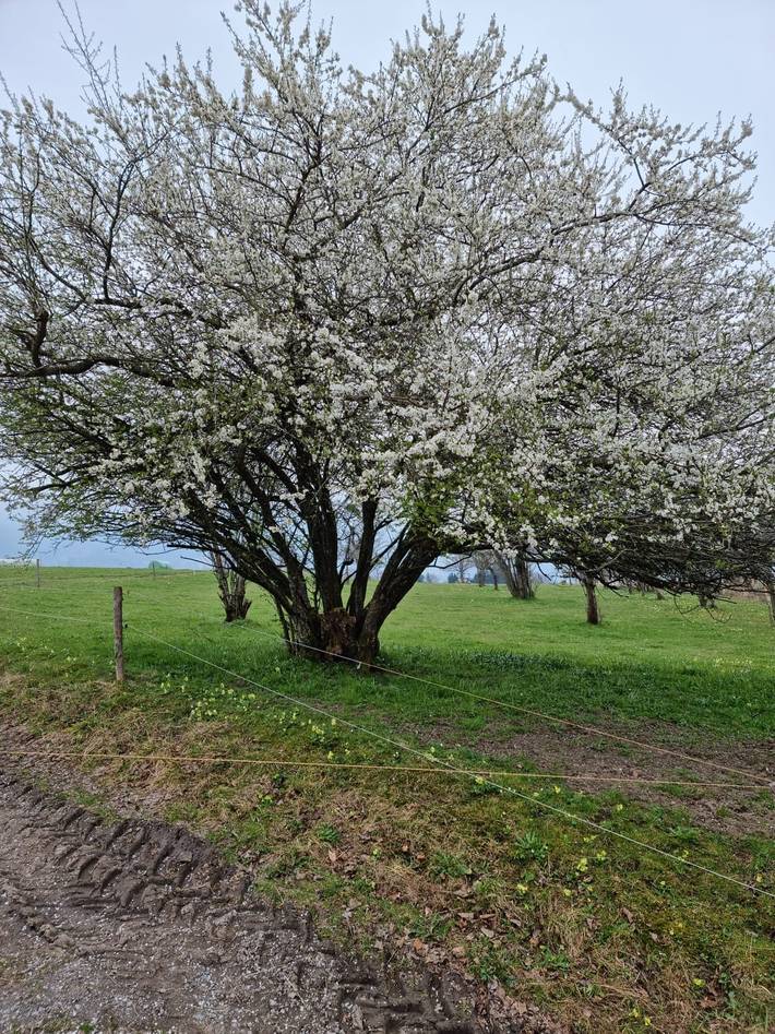 Bauernhof für 4 Personen, mit Balkon und Garten in Landkreis Rosenheim - 3